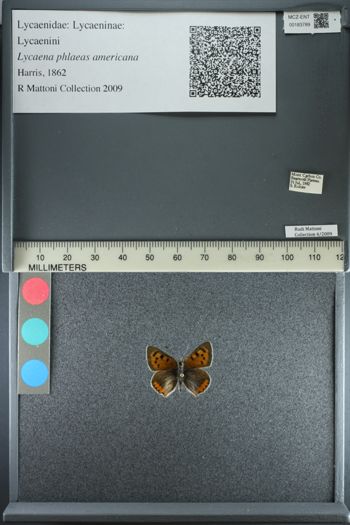 Media type: image;   Entomology 183789